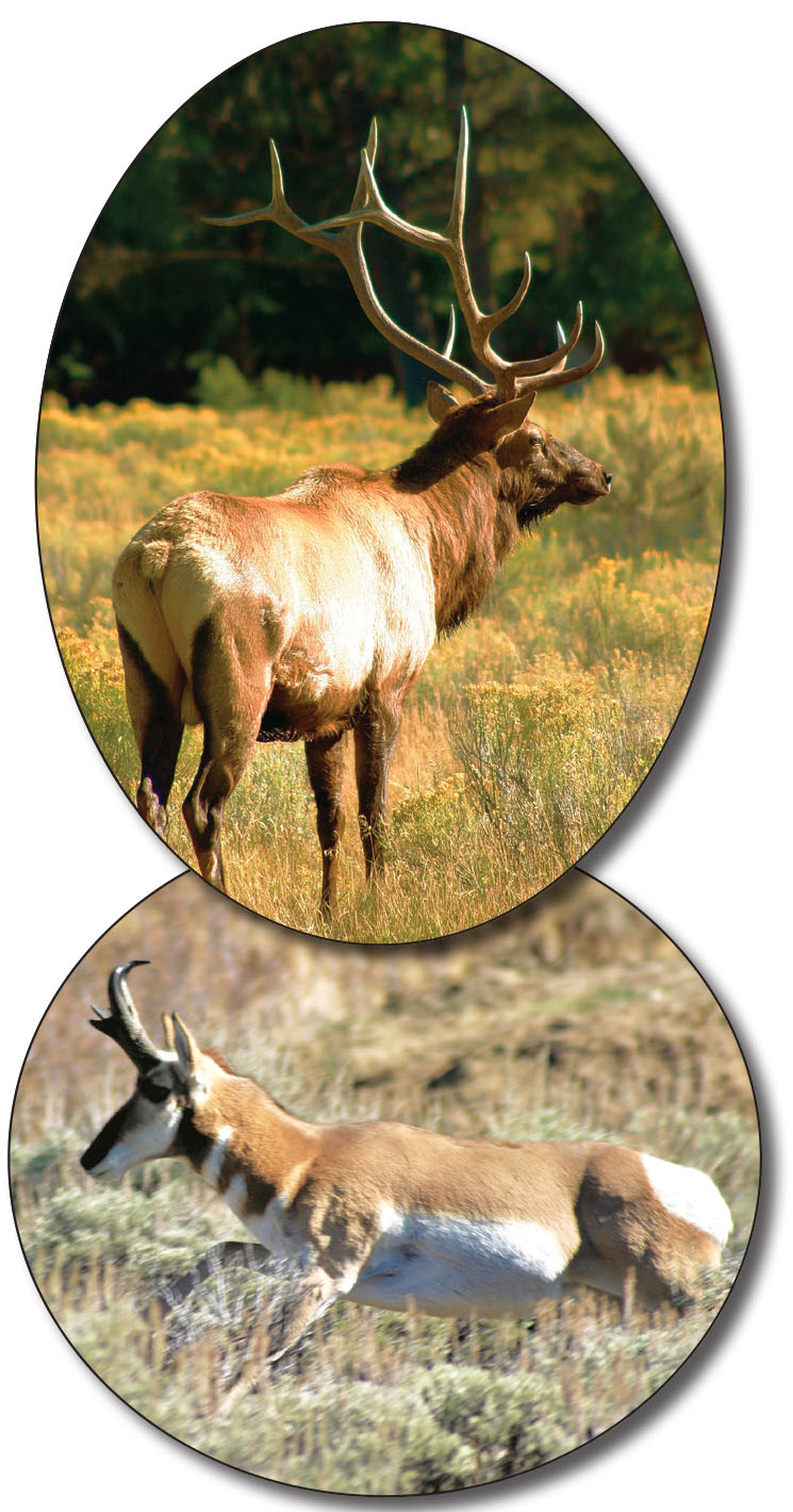 With today’s bullets and powders, the .284 Winchester works great on a wide variety of big game from pronghorns to elk.